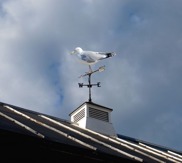 weathervane